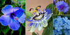 10 Most Beautiful Blue Flowers For Your Garden
